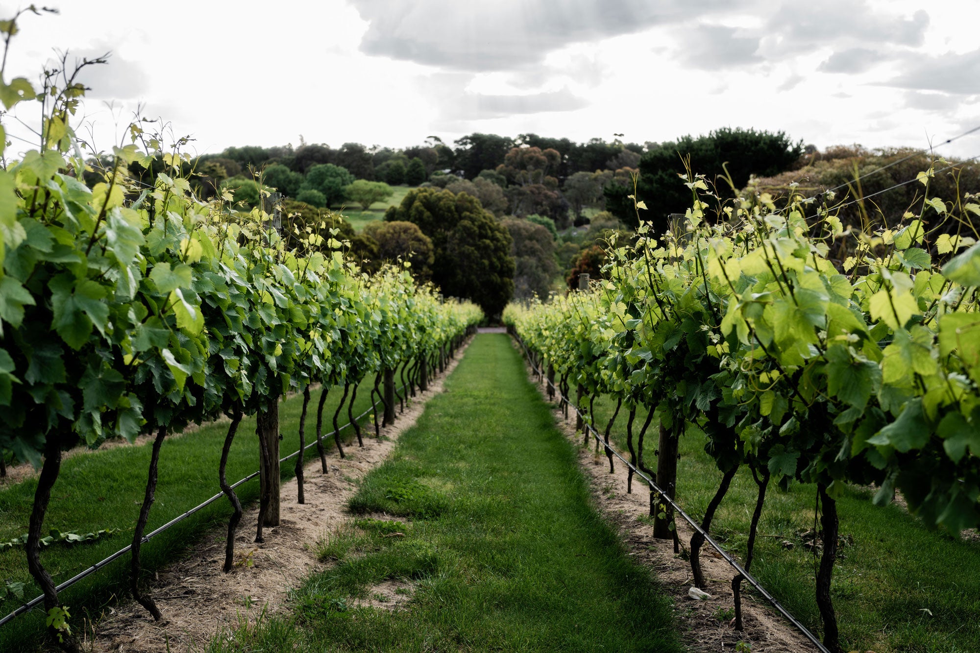 vineyard