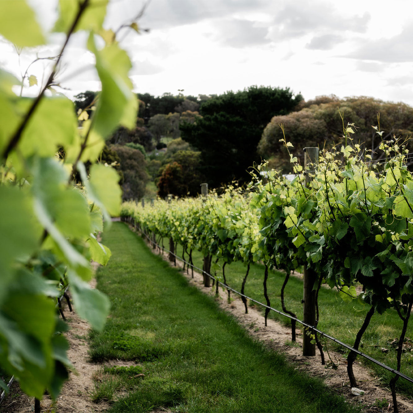 Vineyard
