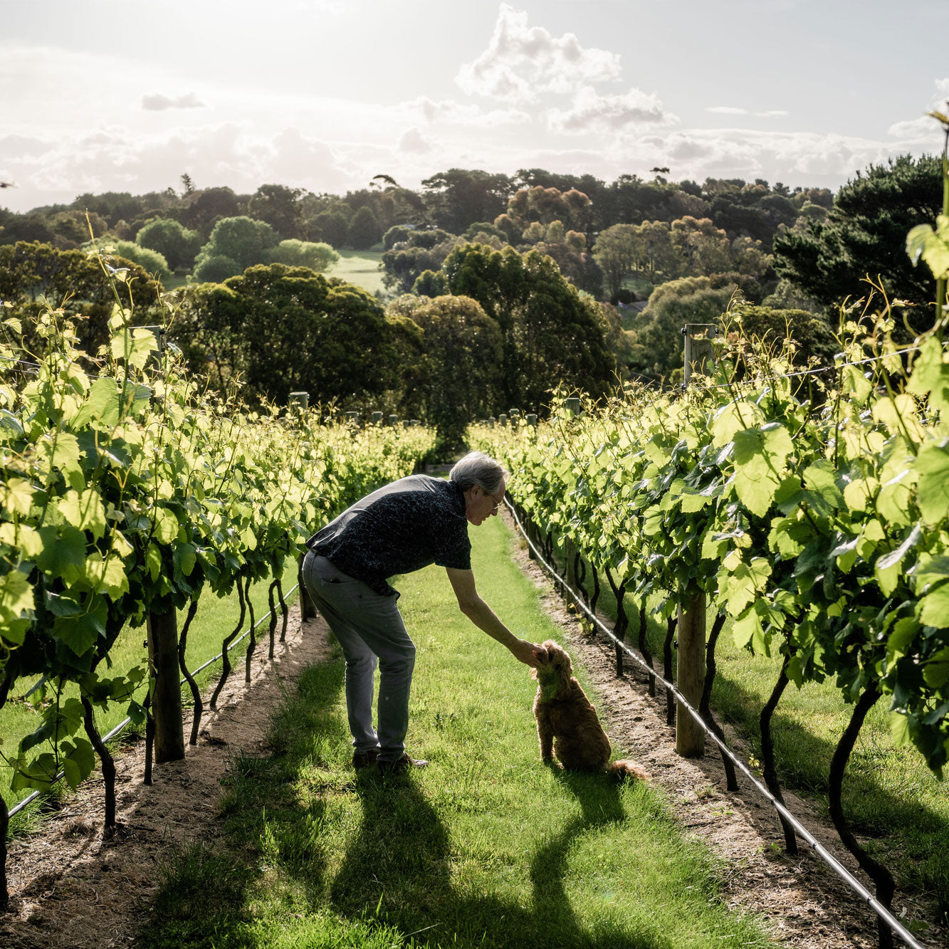 A man patting a dog in a vineyard