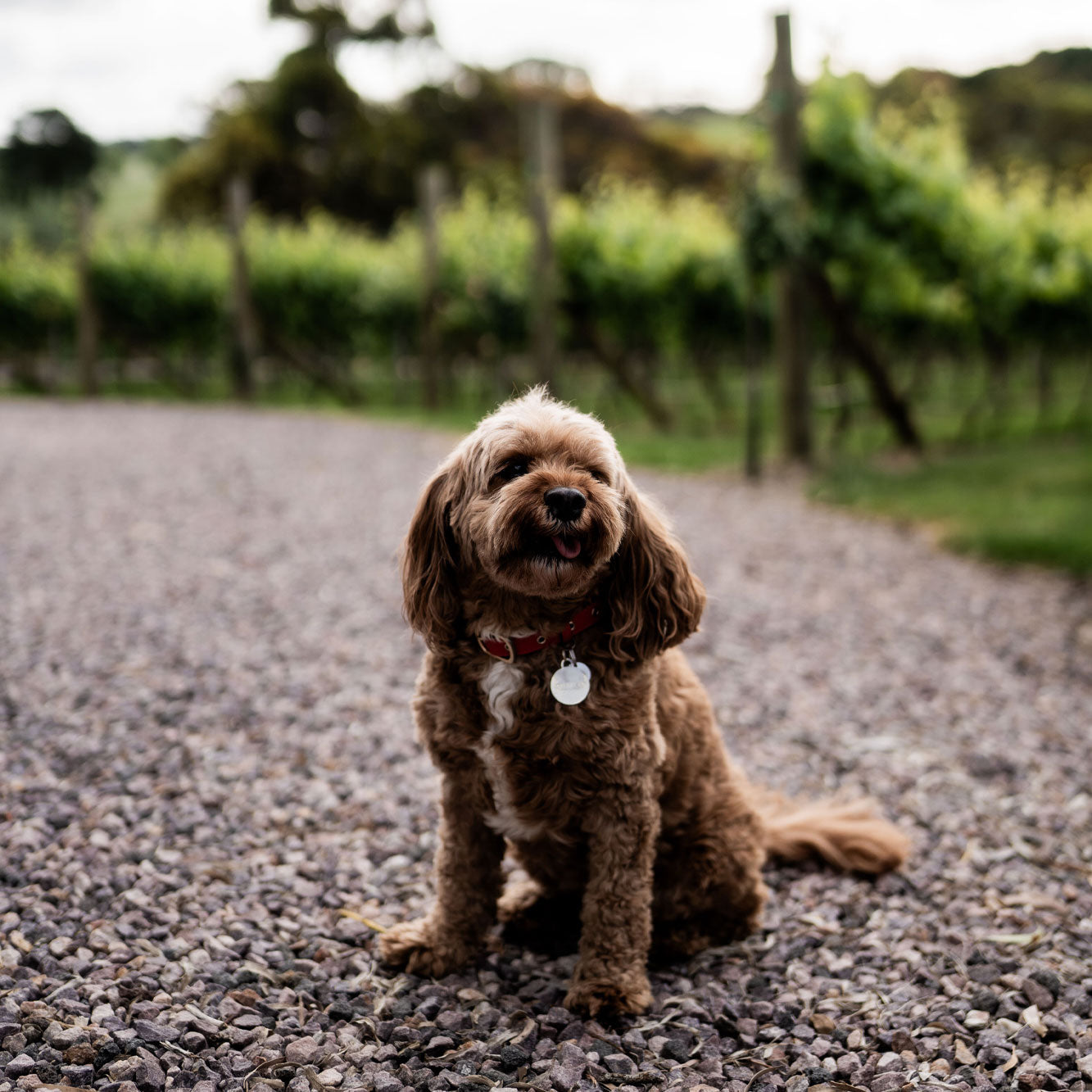 a dog